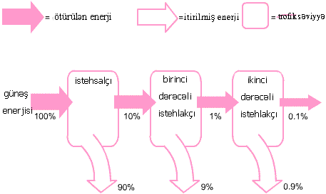 food_chain