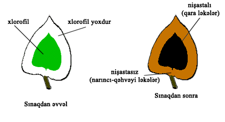 10.13_photosynthesis_experiment