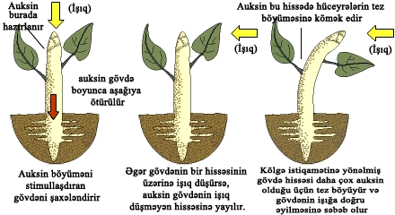 10.14_phototropism