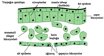 10.15_structure_of_leaf_V2