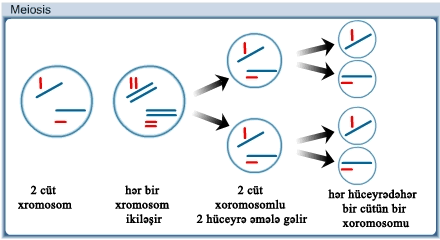 10.3_meiosis