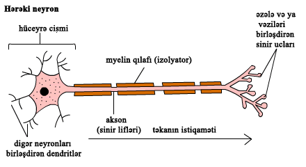 10.8_motor_neurone