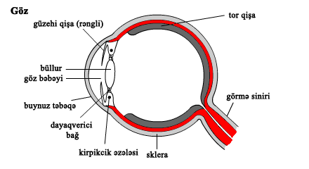 10.8_eye_V2