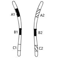 10.17_inheritance_alleles