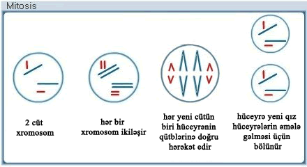 10.3_mitosis_V2