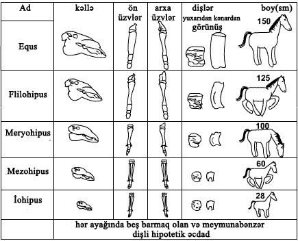 horse_evolution