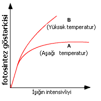 photosynthesis