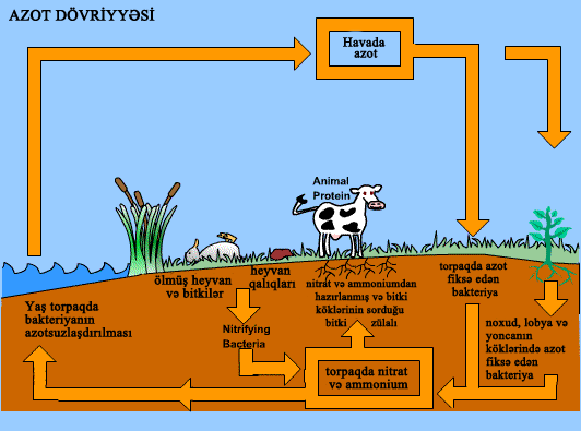 the_nitrogen_cycle_2